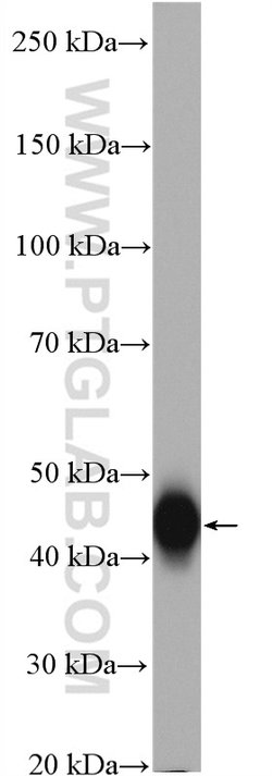 FAS/CD95 Rabbit anti-Human, Polyclonal, Proteintech 150 μL; Unconjugated:Antibodies,