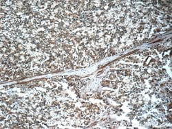 FAS/CD95 Rabbit anti-Human, Polyclonal, Proteintech 150 μL; Unconjugated:Antibodies,