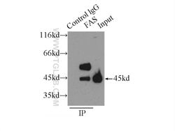 FAS/CD95 Rabbit anti-Human, Polyclonal, Proteintech 150 μL; Unconjugated:Antibodies,