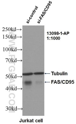 FAS/CD95 Rabbit anti-Human, Polyclonal, Proteintech 150 μL; Unconjugated:Antibodies,