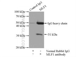 MLF1 Rabbit anti-Human, Mouse, Polyclonal, Proteintech 150 &mu;L; Unconjugated:Antibodies,