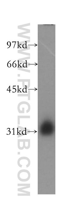 MLF1 Rabbit anti-Human, Mouse, Polyclonal, Proteintech 150 &mu;L; Unconjugated:Antibodies,