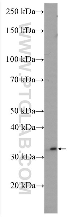 MLF1 Rabbit anti-Human, Mouse, Polyclonal, Proteintech 150 &mu;L; Unconjugated:Antibodies,