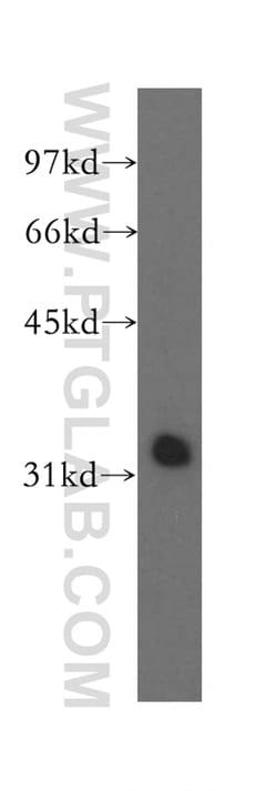 MLF1 Rabbit anti-Human, Mouse, Polyclonal, Proteintech 150 &mu;L; Unconjugated:Antibodies,