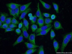 Proteintech DNAJC10 Rabbit anti-Human, Mouse, Rat, Polyclonal, Proteintech