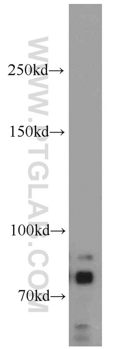 DNAJC10 Rabbit anti-Human, Mouse, Rat, Polyclonal, Proteintech:Antikörper:Primärantikörper