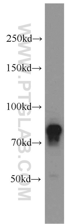 DNAJC10 Rabbit anti-Human, Mouse, Rat, Polyclonal, Proteintech:Antikörper:Primärantikörper