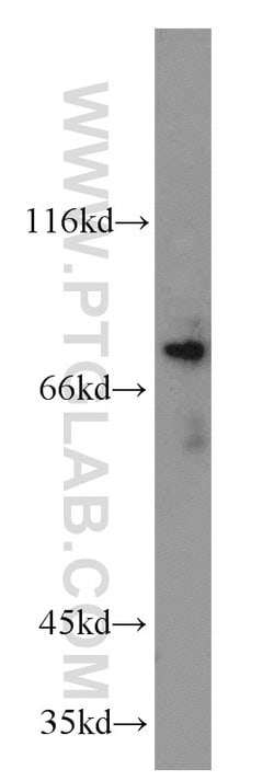 DNAJC10 Rabbit anti-Human, Mouse, Rat, Polyclonal, Proteintech:Antikörper:Primärantikörper