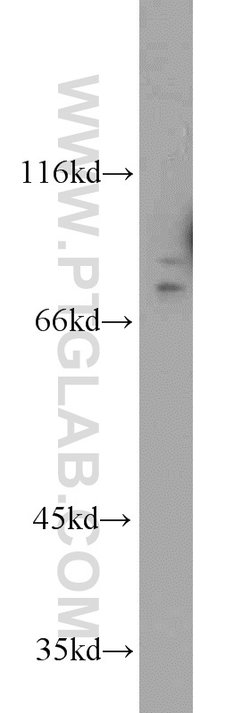 DNAJC10 Rabbit anti-Human, Mouse, Rat, Polyclonal, Proteintech:Antikörper:Primärantikörper