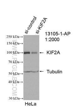 KIF2A Rabbit anti-Canine, Human, Mouse, Rat, Polyclonal, Proteintech 150