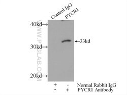 PYCR1 Rabbit anti-Human, Mouse, Rat, Zebrafish, Polyclonal, Proteintech