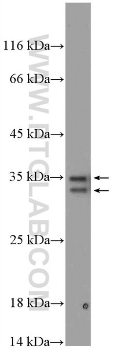 PYCR1 Rabbit anti-Human, Mouse, Rat, Zebrafish, Polyclonal, Proteintech