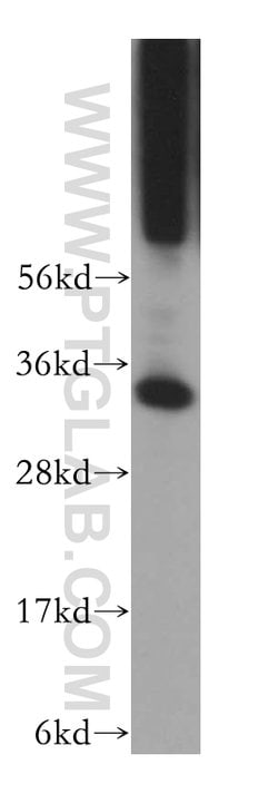 PYCR1 Rabbit anti-Human, Mouse, Rat, Zebrafish, Polyclonal, Proteintech