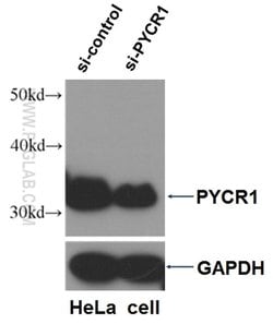 PYCR1 Rabbit anti-Human, Mouse, Rat, Zebrafish, Polyclonal, Proteintech