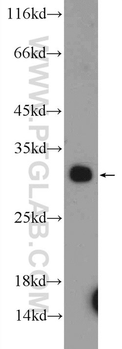 PYCR1 Rabbit anti-Human, Mouse, Rat, Zebrafish, Polyclonal, Proteintech