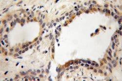 PITPNB Rabbit anti-Human, Mouse, Rat, Polyclonal, Proteintech:Antibodies:Primary