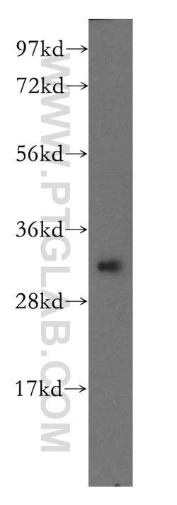 PITPNB Rabbit anti-Human, Mouse, Rat, Polyclonal, Proteintech:Antibodies:Primary