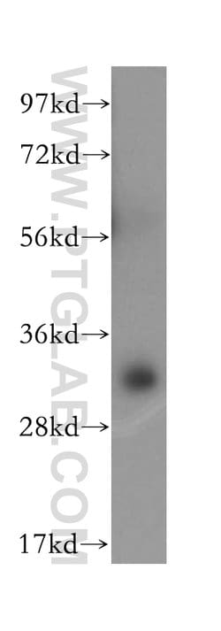 PITPNB Rabbit anti-Human, Mouse, Rat, Polyclonal, Proteintech:Antibodies:Primary
