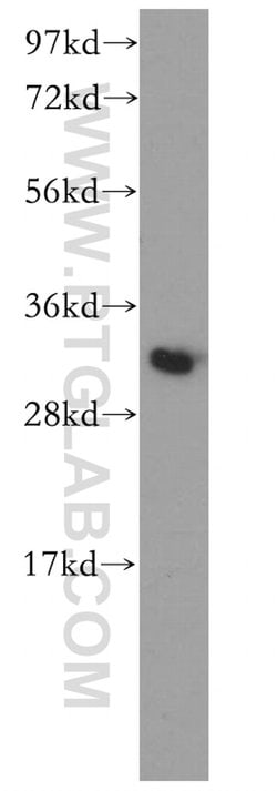 PITPNB Rabbit anti-Human, Mouse, Rat, Polyclonal, Proteintech:Antibodies:Primary