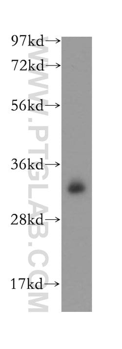 PITPNB Rabbit anti-Human, Mouse, Rat, Polyclonal, Proteintech:Antibodies:Primary