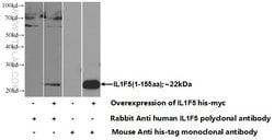 IL36RN Rabbit anti-Human, Polyclonal, Proteintech:Antibodies:Primary Antibodies
