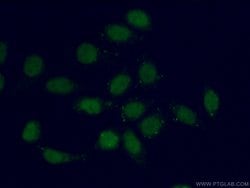 TEAD3 Rabbit anti-Human, Mouse, Polyclonal, Proteintech:Antibodies:Primary