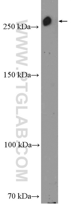 USP24 Rabbit anti-Human, Mouse, Polyclonal, Proteintech:Antibodies:Primary