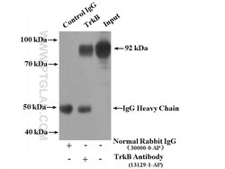 TrkB Rabbit anti-Human, Mouse, Porcine, Rat, Polyclonal, Proteintech 150