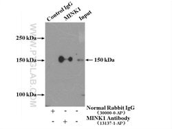 MINK1 Rabbit anti-Human, Mouse, Rat, Polyclonal, Proteintech:Antibodies:Primary