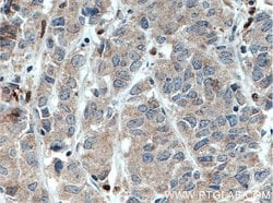 DNAJB9 Rabbit anti-Human, Mouse, Rat, Polyclonal, Proteintech:Antibodies:Primary
