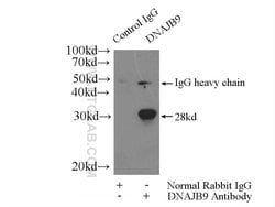 DNAJB9 Rabbit anti-Human, Mouse, Rat, Polyclonal, Proteintech:Antibodies:Primary