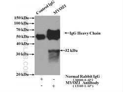 MYOZ1 Rabbit anti-Human, Mouse, Rat, Polyclonal, Proteintech
