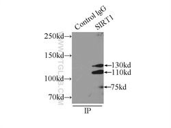 SIRT1 Rabbit anti-Human, Polyclonal, Proteintech:Antibodies:Primary Antibodies