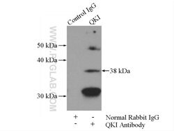 QKI Rabbit anti-Human, Mouse, Rat, Polyclonal, Proteintech