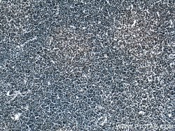 DNAJB1 Rabbit anti-Human, Mouse, Rat, Polyclonal, Proteintech:Antibodies:Primary