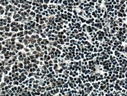 DNAJB1 Rabbit anti-Human, Mouse, Rat, Polyclonal, Proteintech:Antibodies:Primary