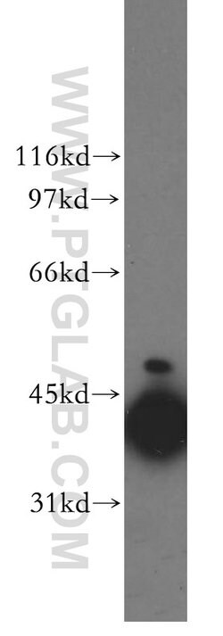 DNAJB1 Rabbit anti-Human, Mouse, Rat, Polyclonal, Proteintech:Antibodies:Primary