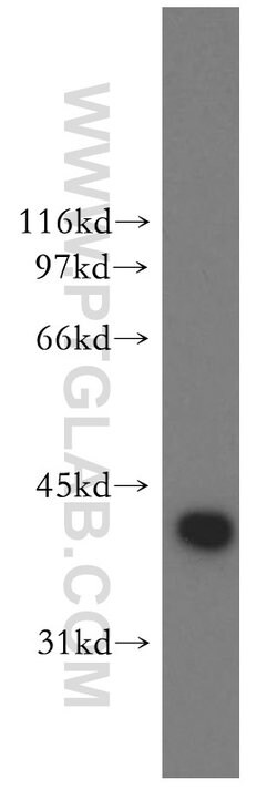 DNAJB1 Rabbit anti-Human, Mouse, Rat, Polyclonal, Proteintech:Antibodies:Primary