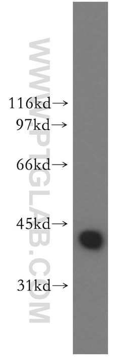 DNAJB1 Rabbit anti-Human, Mouse, Rat, Polyclonal, Proteintech:Antibodies:Primary