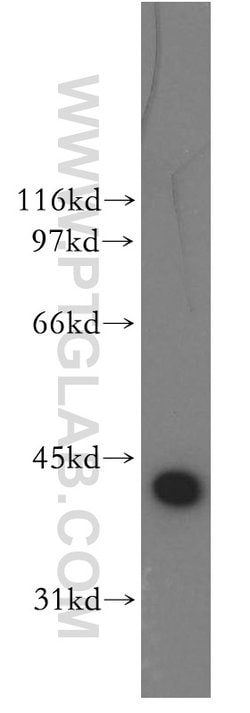 DNAJB1 Rabbit anti-Human, Mouse, Rat, Polyclonal, Proteintech:Antibodies:Primary
