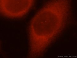 DNAJB1 Rabbit anti-Human, Mouse, Rat, Polyclonal, Proteintech:Antibodies:Primary
