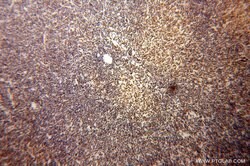 DNAJB1 Rabbit anti-Human, Mouse, Rat, Polyclonal, Proteintech:Antibodies:Primary