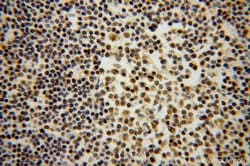 DNAJB1 Rabbit anti-Human, Mouse, Rat, Polyclonal, Proteintech:Antibodies:Primary