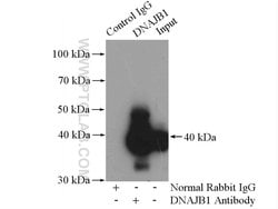 DNAJB1 Rabbit anti-Human, Mouse, Rat, Polyclonal, Proteintech:Antibodies:Primary