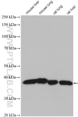 DNAJB1 Rabbit anti-Human, Mouse, Rat, Polyclonal, Proteintech