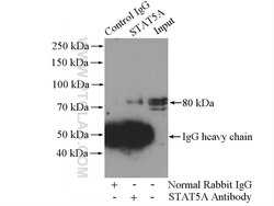 STAT5A Rabbit anti-Human, Mouse, Rat, Polyclonal, Proteintech 150 &mu;L;