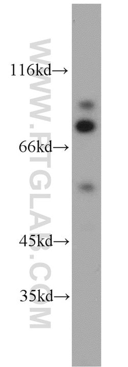 STAT5A Rabbit anti-Human, Mouse, Rat, Polyclonal, Proteintech 150 &mu;L;