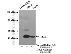 DRG1 Rabbit anti-Human, Rat, Polyclonal, Proteintech 150 &mu;L; Unconjugated:Antibodies,