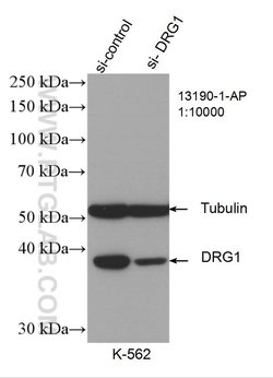 DRG1 Rabbit anti-Human, Rat, Polyclonal, Proteintech 150 &mu;L; Unconjugated:Antibodies,