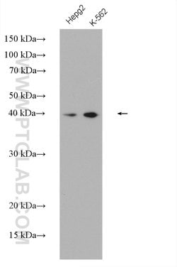 DRG1 Rabbit anti-Human, Rat, Polyclonal, Proteintech 150 &mu;L; Unconjugated:Antibodies,